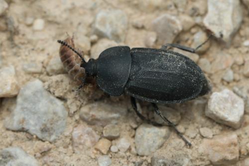 Réf. 327 106 : Silpha obscura